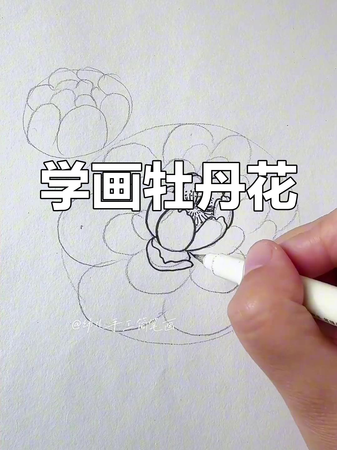 轻松学会画牡丹花,简单又好看