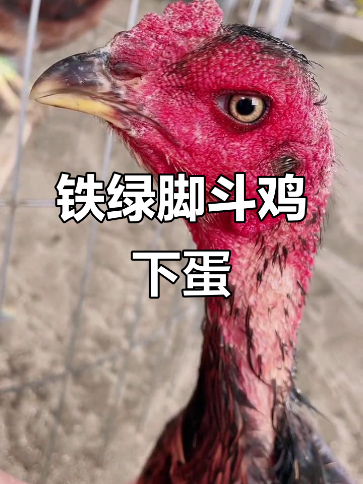 高品质斗鸡下蛋,5.5斤重鬼母惊艳登场!