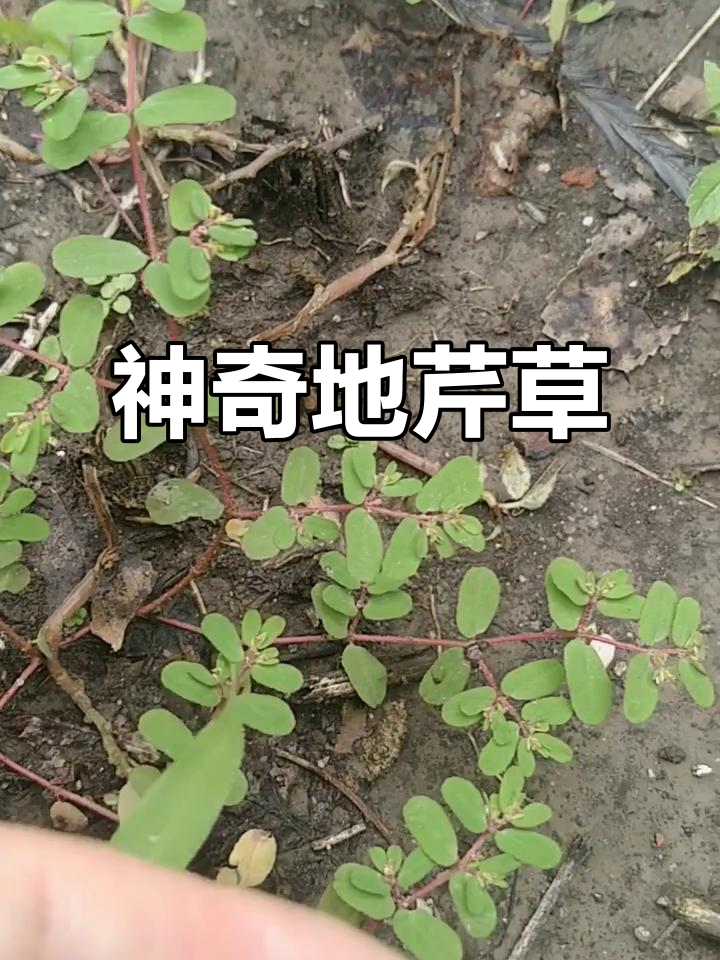 地芹草:常见小草竟是中药,清热解毒又治鸡眼