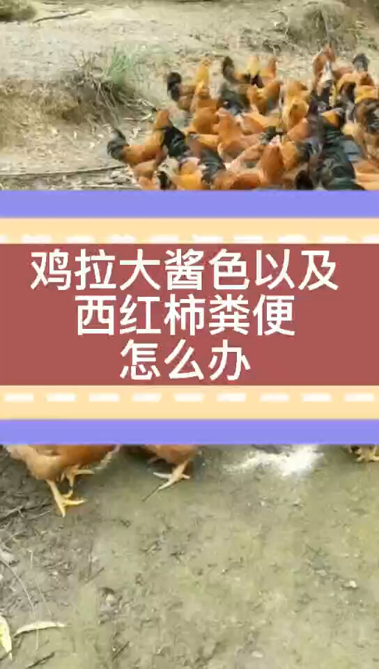 鸡拉大酱色粪便怎么回事鸡得了球虫怎么办