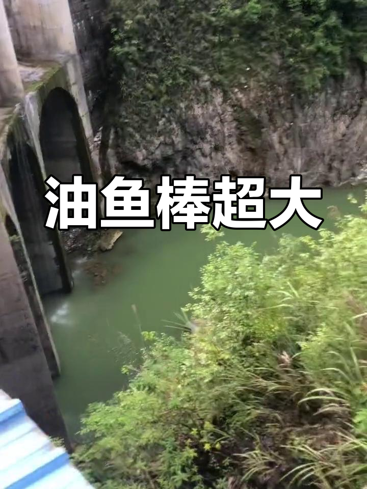 钓鱼爱好者的天堂,油鱼棒大到惊人