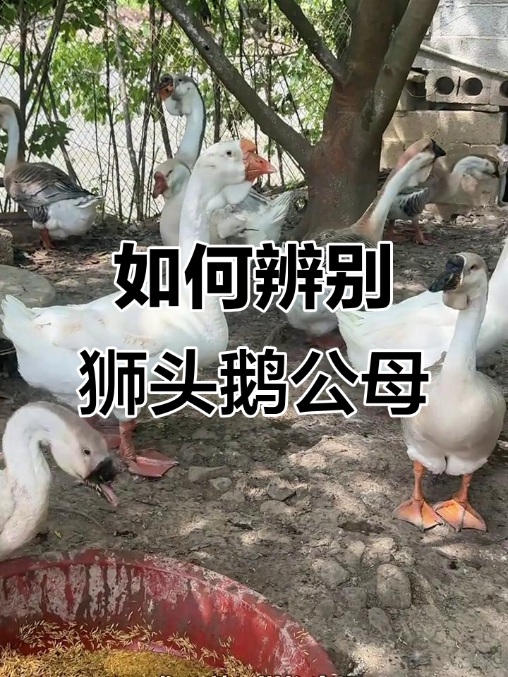 分辨狮头鹅公母的正确方法，别再被误导了！