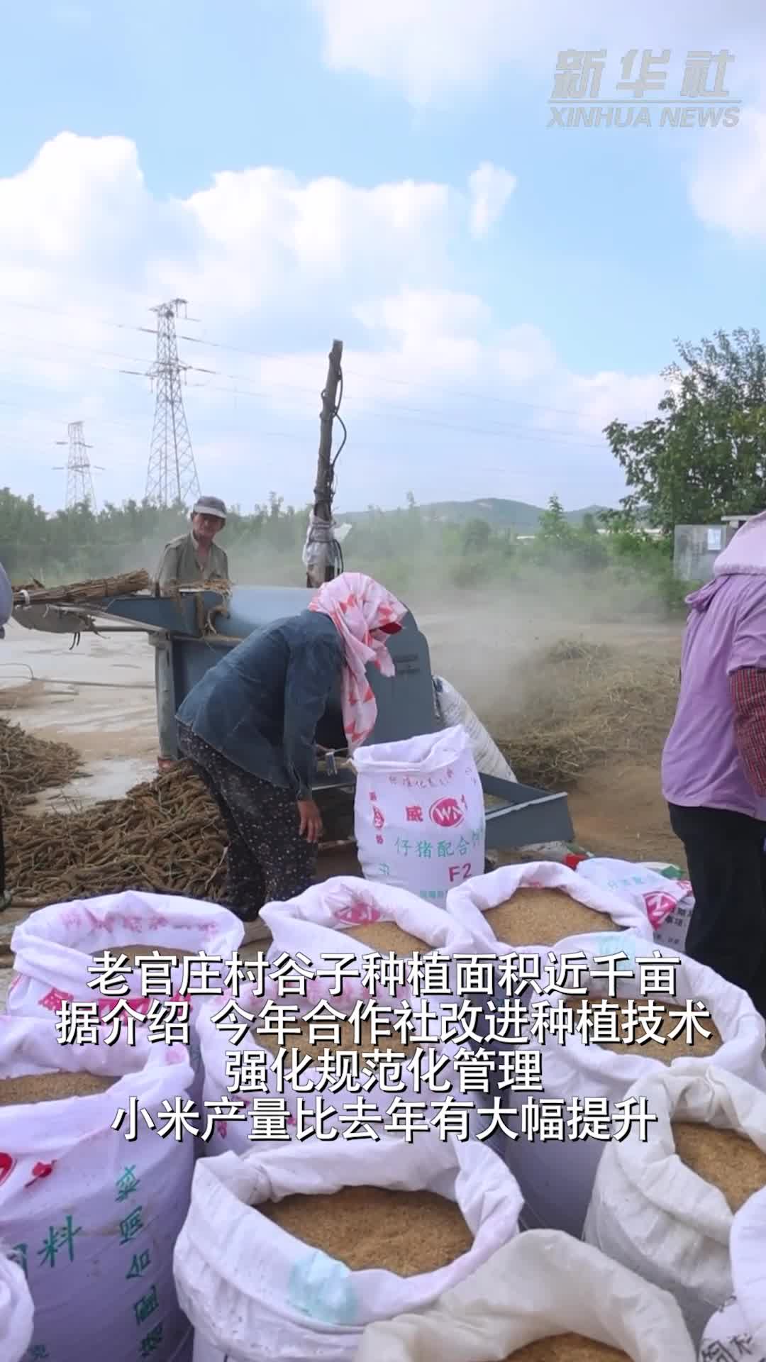 山东福山:谷子喜迎丰收