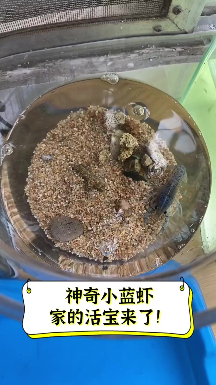 神奇小蓝虾,家的活宝来了!