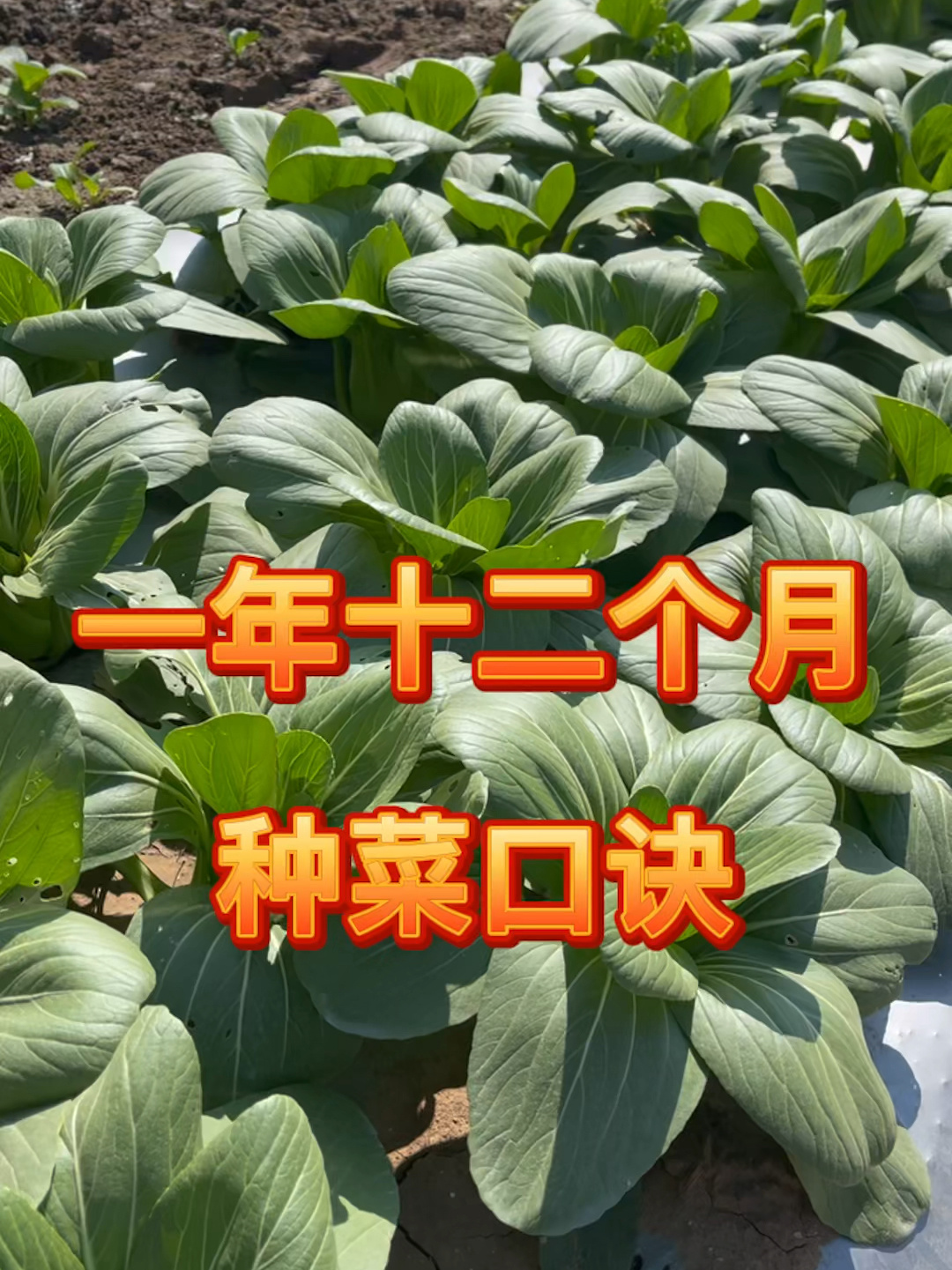 一年十二个月种菜口诀