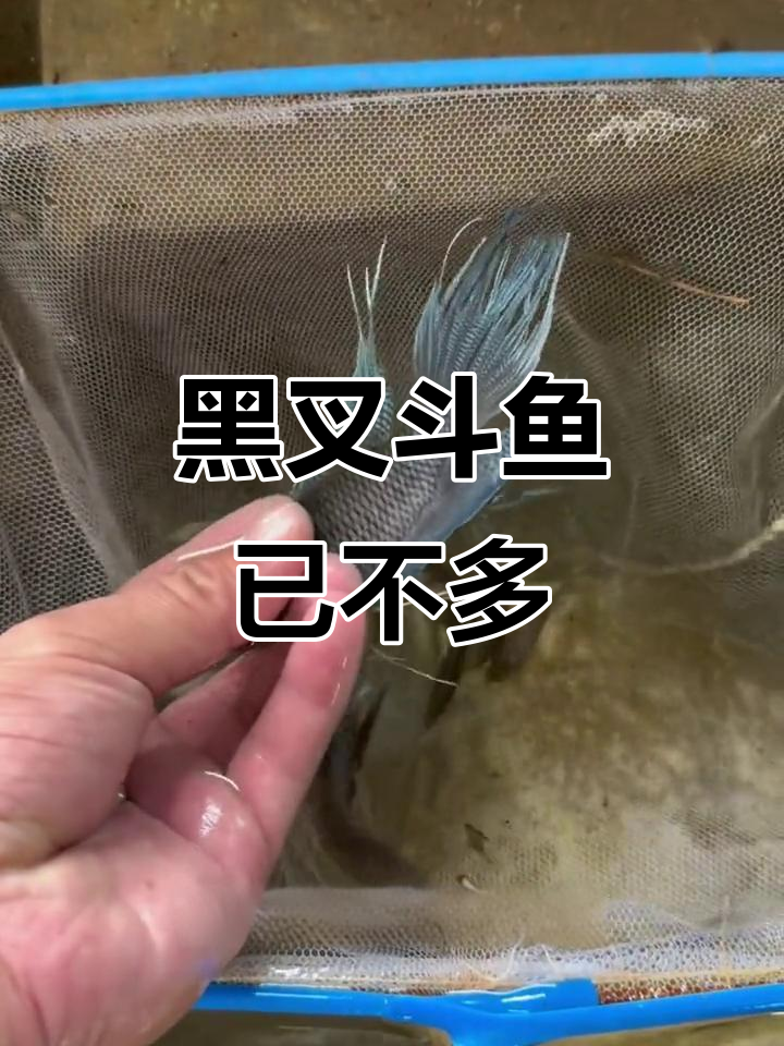 黑叉斗鱼数量锐减,仅剩小苗待养大
