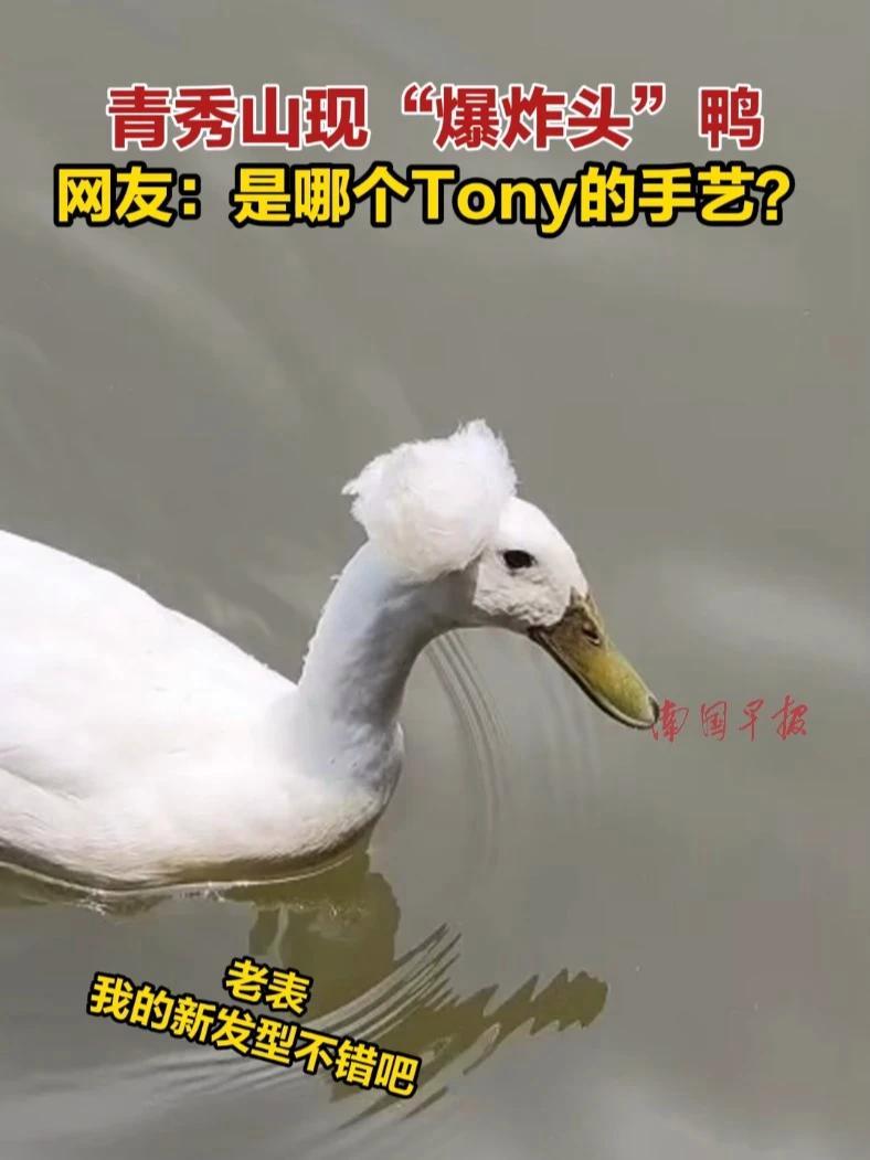 青秀山现“爆炸头”鸭,网友:是哪个tony的手艺?青秀山 鸭子 凤头白鸭