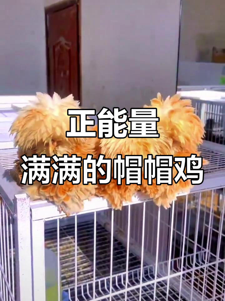 自信满满的高智商帽帽鸡，走路都带着阳光