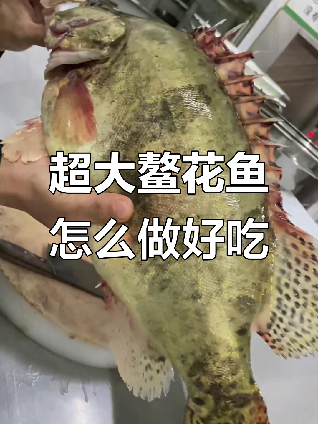 六斤鳌花鱼,铁锅炖还是清蒸?哪种做法最合适