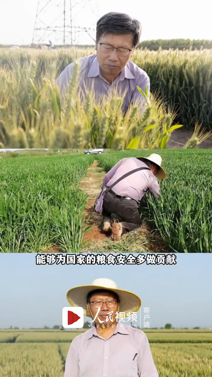 你能想象吗?河南农业教授自家客厅堆满了小麦