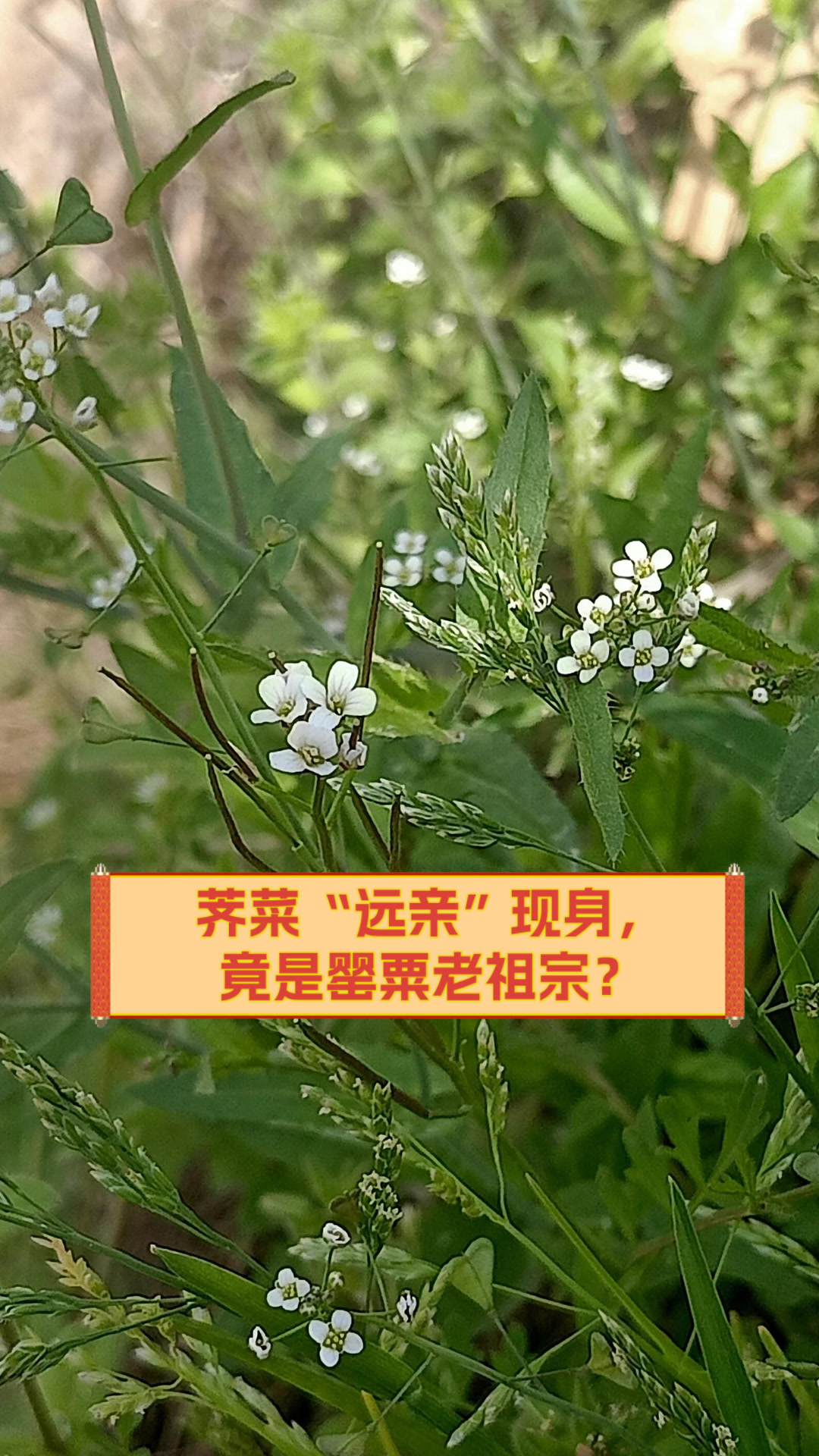 荠菜“远亲”现身,竟是罂粟老祖宗?