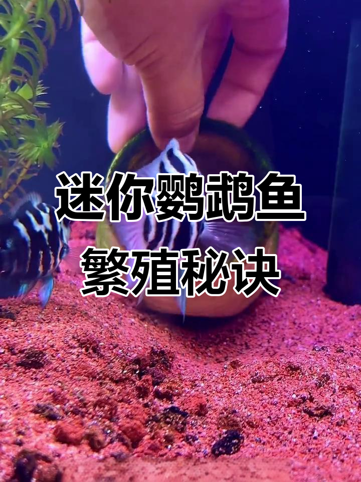 迷你鹦鹉鱼提罐孵化技巧,轻松掌握小鱼苗成长