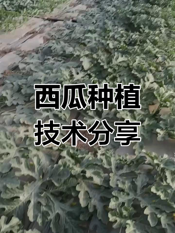西瓜秧健康管理技巧,避免常见问题