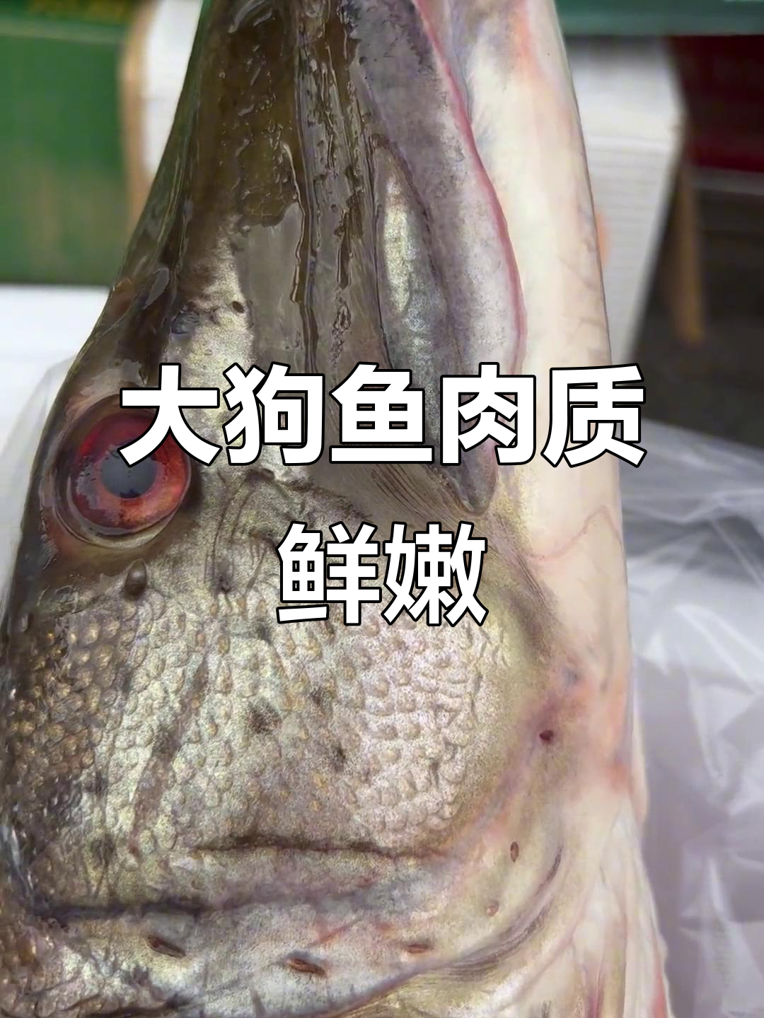 乌苏里江冷水大狗鱼,二十斤重鲜美无比