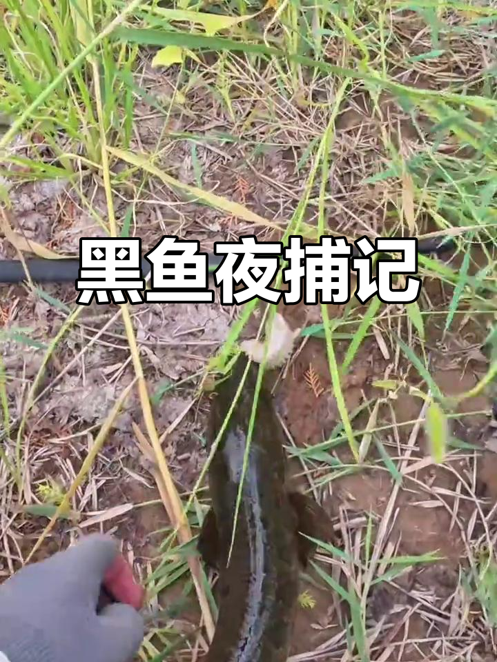 雷强夜钓,三巨黑鱼轻松拿下!告别空手而归的尴尬