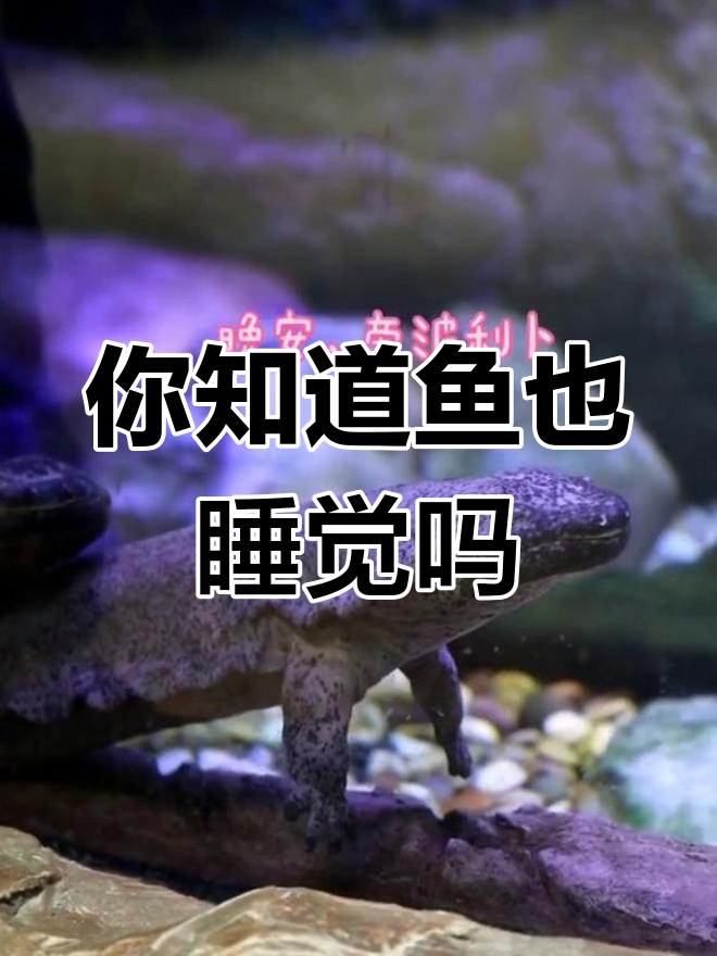 鱼类睡觉竟然这么有趣,原来它们是这样休息的!