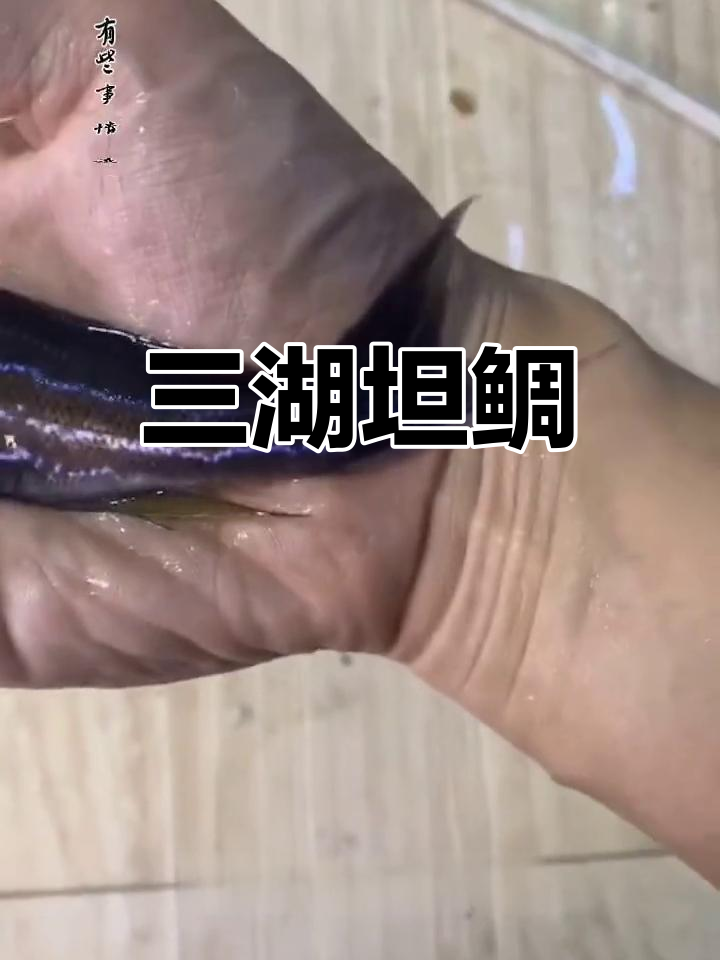 蓝纹航母,三湖坦鲷的独特魅力