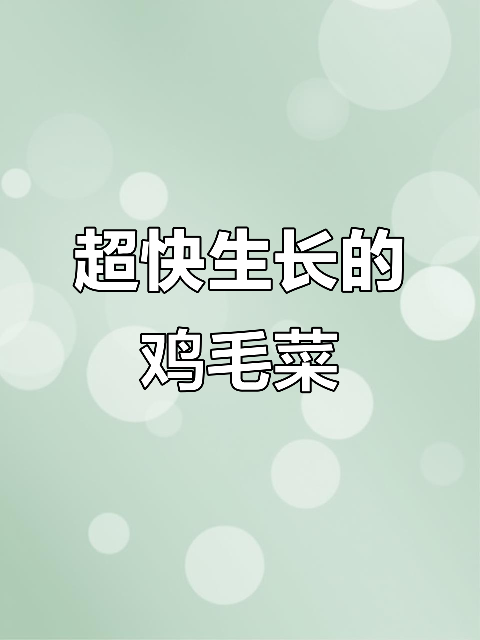 19天速生鸡毛菜,嫩滑如豆腐,懒人必备!