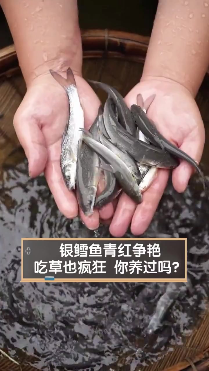 银鳕鱼青红争艳,吃草也疯狂,你养过吗?
