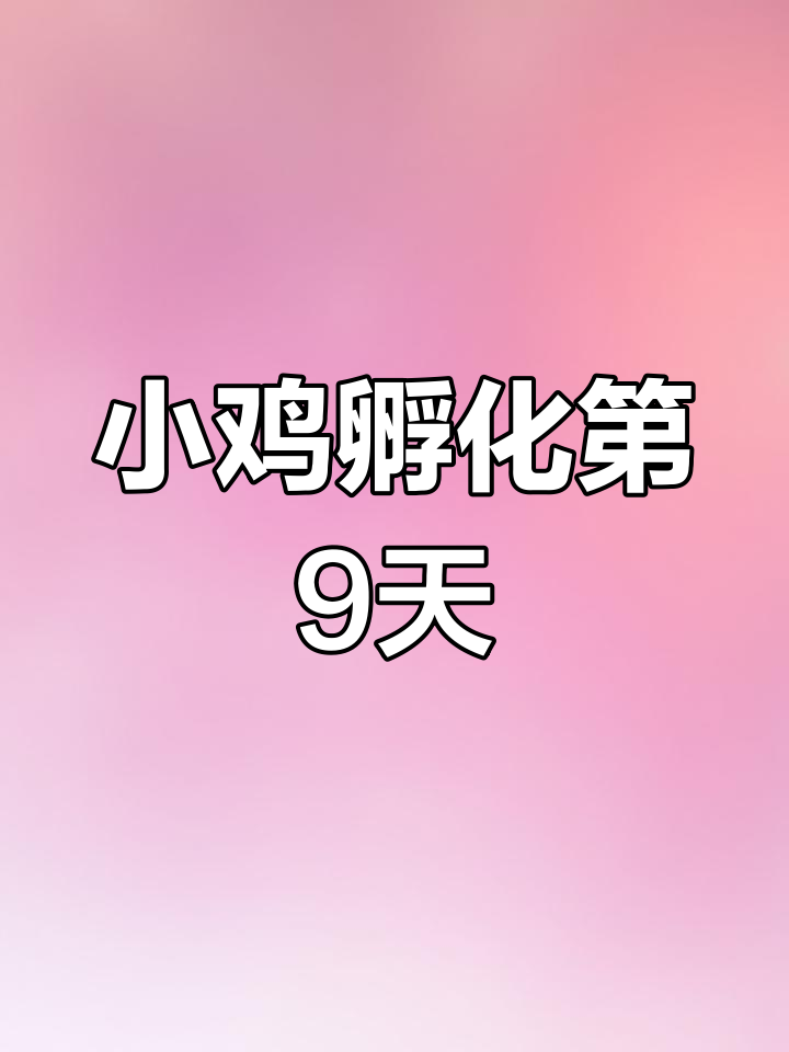 第九天照蛋,小鸡快出生了!