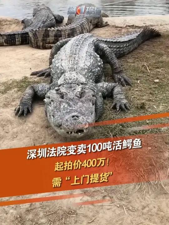 近日,深圳市南山区人民法院在阿里资产平台上对一批特殊的“拍品”进行变卖——100吨活体鳄鱼