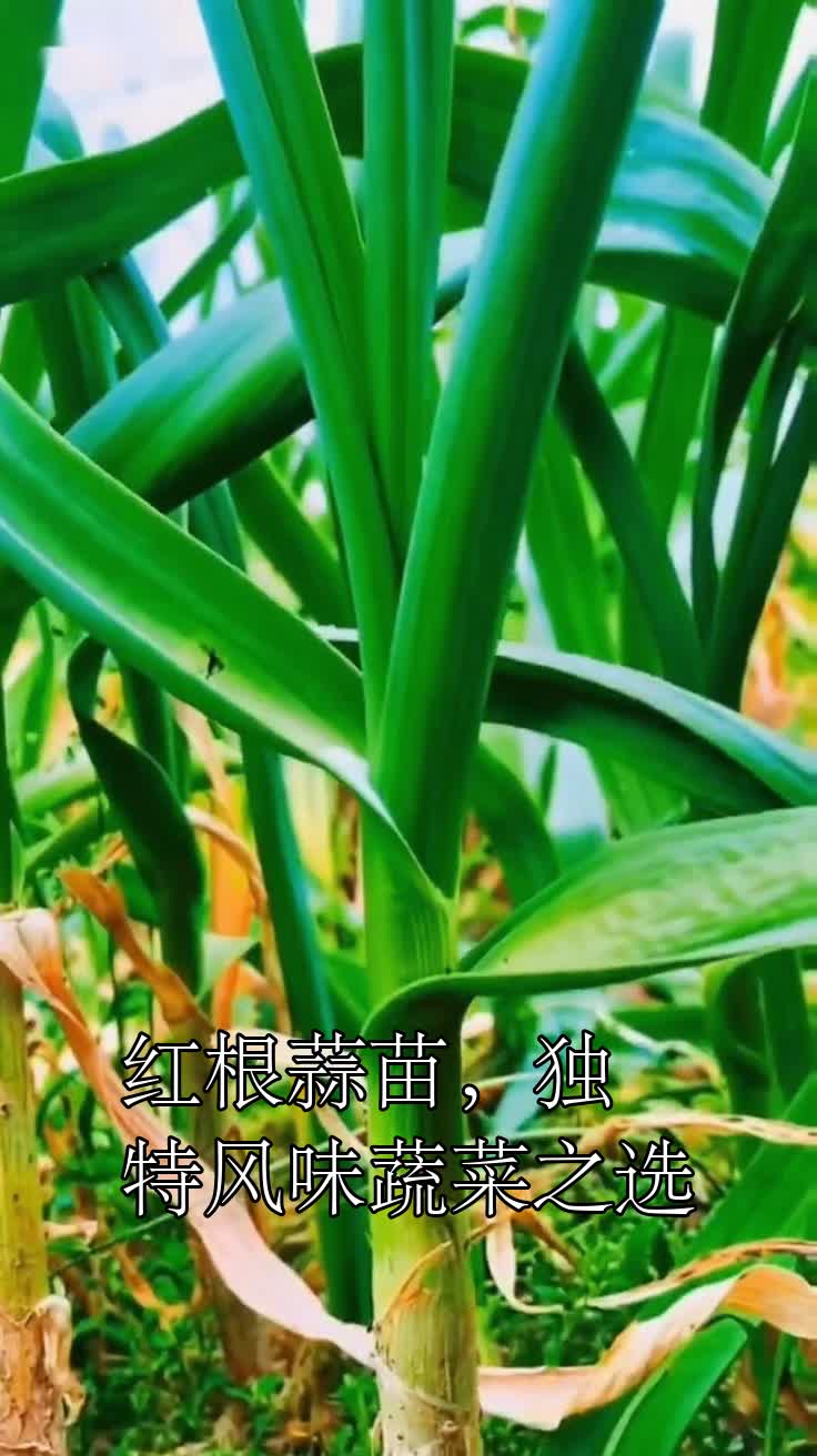 红根蒜苗，独特风味蔬菜之选