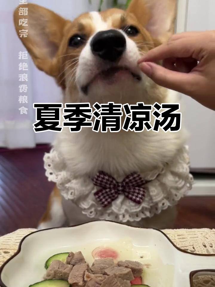 夏日炎炎,给毛孩子做碗鸭肉双瓜汤消暑吧!