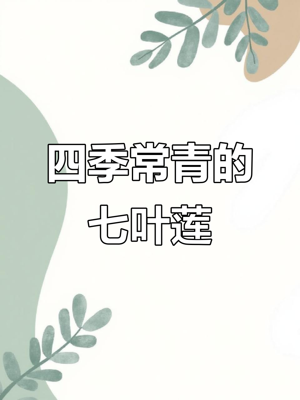 七叶莲鸭脚木，四季常绿又好养护，水培更简单