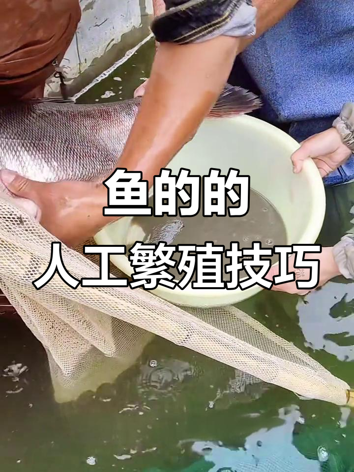 人工繁殖鱼苗全过程揭秘,如何高效操作?
