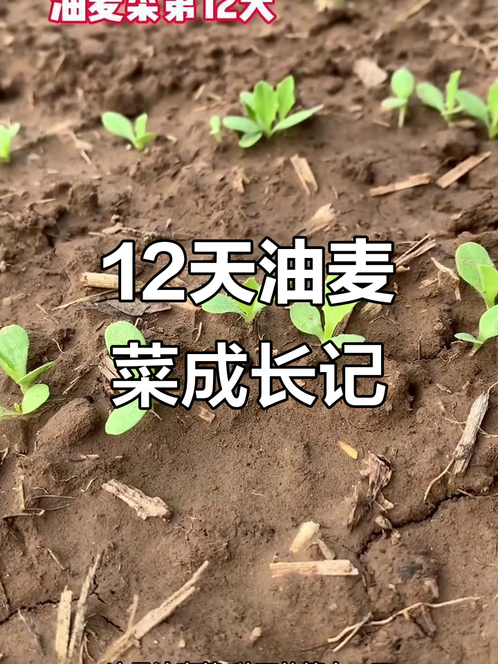 油麦菜长出针叶，蒜蓉炒制超下饭