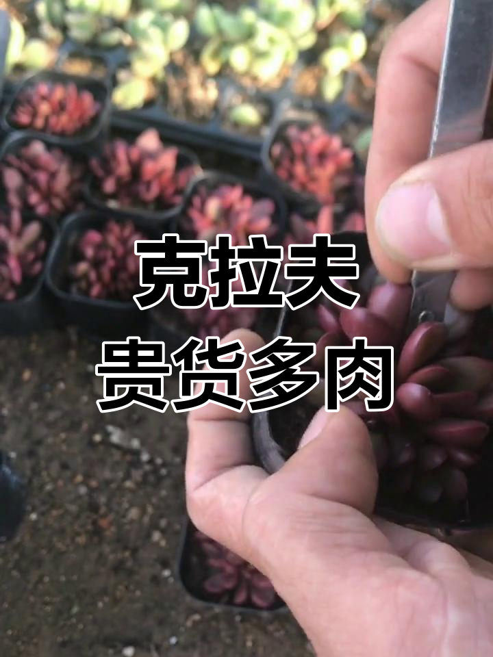 克拉夫多肉植物,品质与价值并存