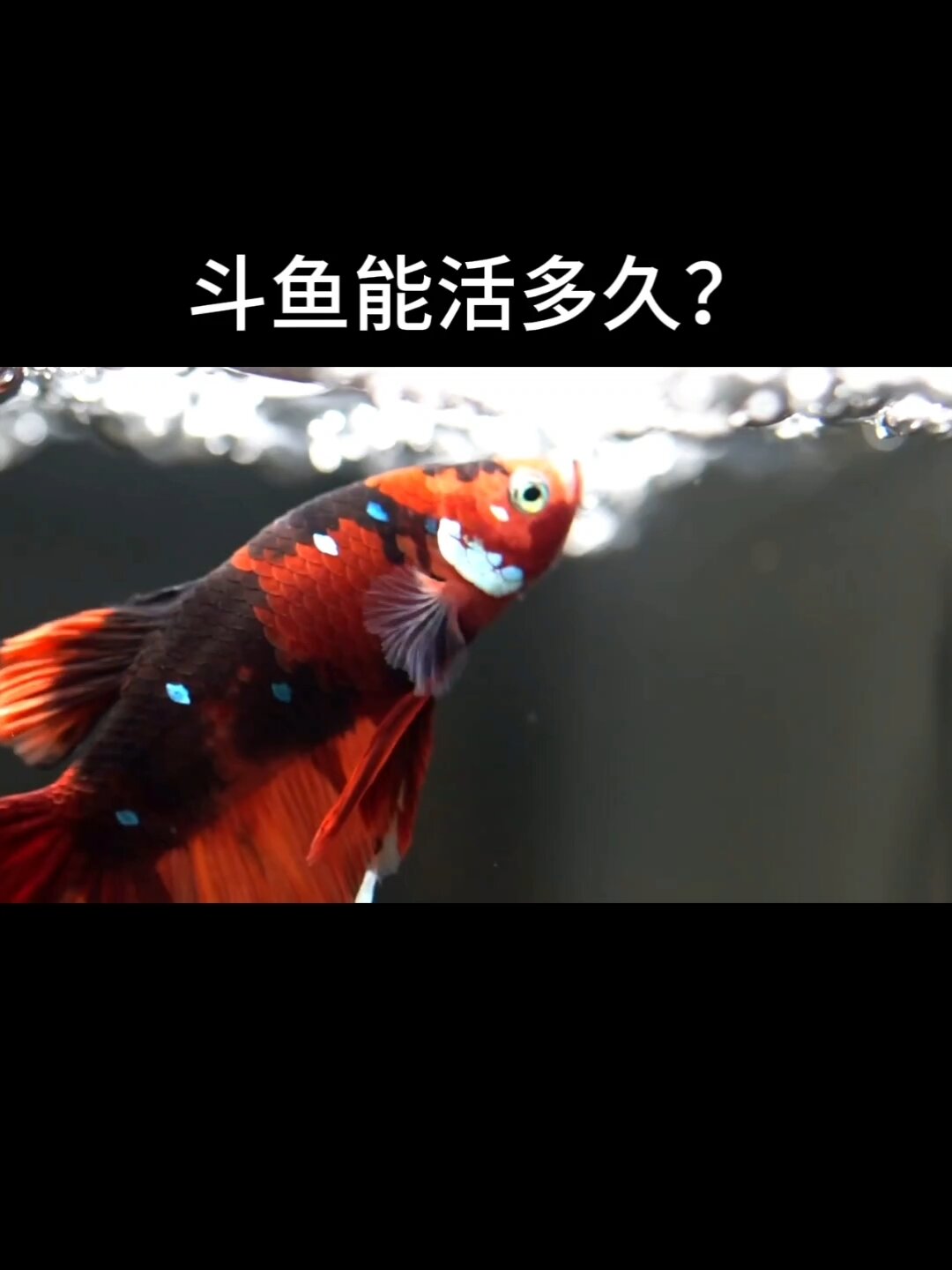 斗鱼可以活多久?