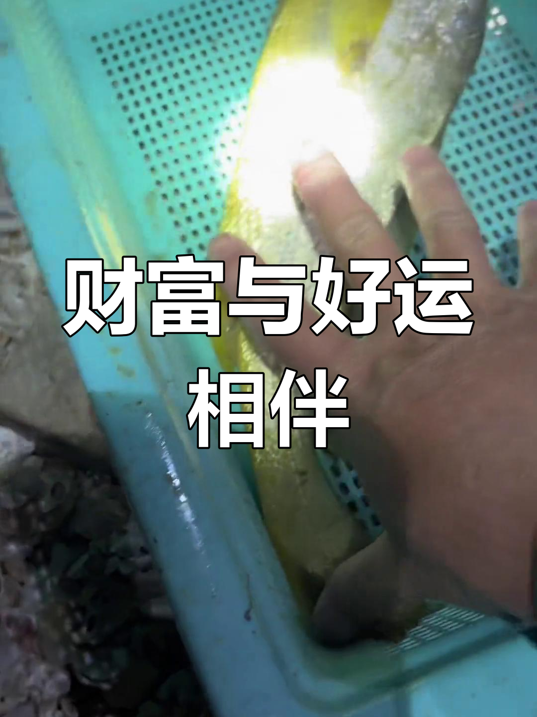 平安吉祥又富贵,招财鱼带来好运连连