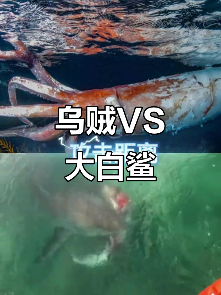 大王乌贼挑战大白鲨,谁能制胜?