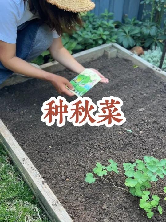 种秋菜
