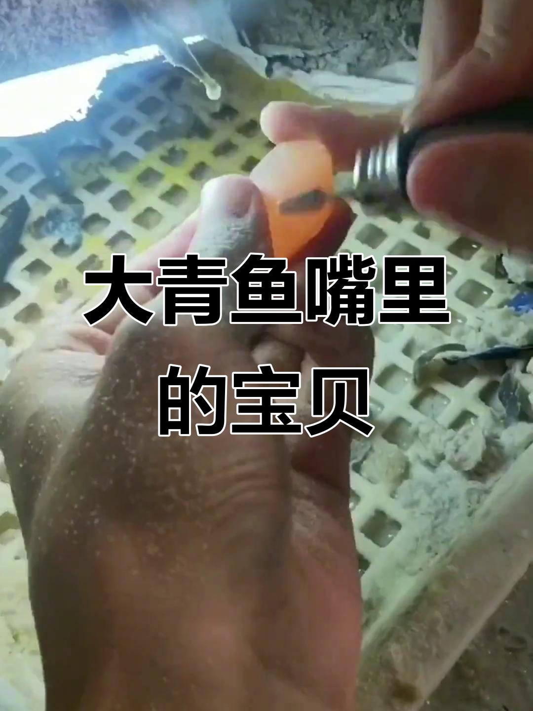 青鱼石:活玉般的秘密,竟藏在大青鱼的嘴里