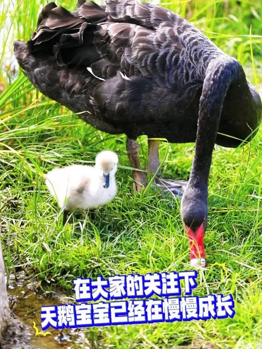 关注!大工“新生”天鹅宝宝再亮相!剩余4颗天鹅蛋怎么样了?(视频作者:王德丞)