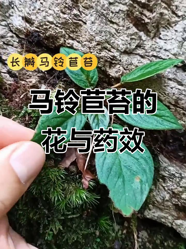 深谷岩石上的紫色花朵,马铃苣苔的美丽与药用价值