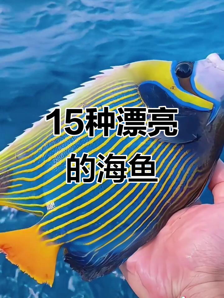 15种美丽海鱼大揭秘，你最喜欢哪一种？