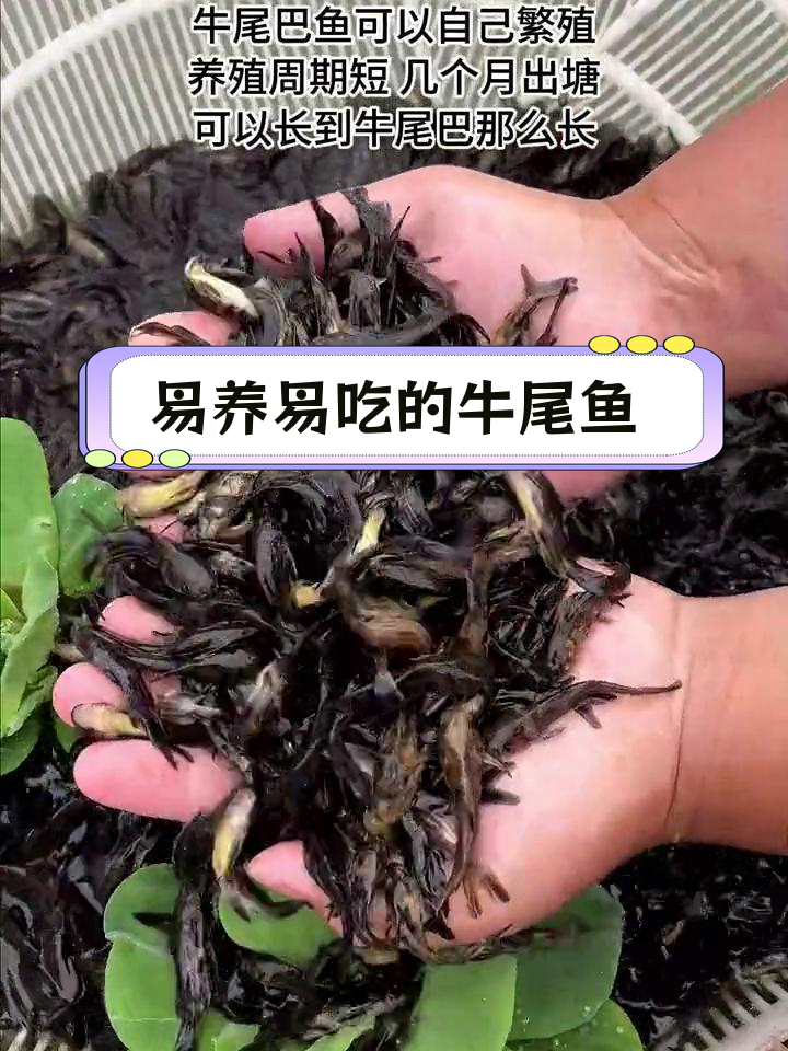 牛尾巴鱼:南北皆宜的优质养殖品种