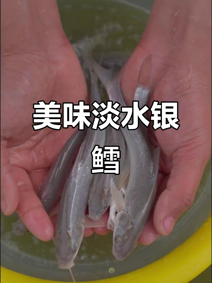 淡水银鳕鱼,美丽又易养,生长迅速,刺身美味市场热销