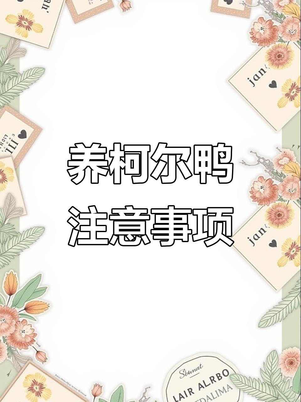 柯尔鸭的成长与饲养技巧,如何科学喂养不生病