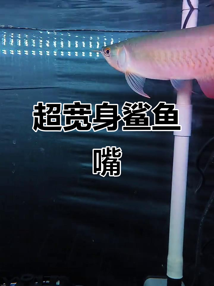 完美鲨鱼嘴,印尼渔场半年预定才到手