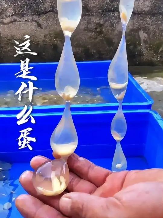 你们吃过哪种蛋