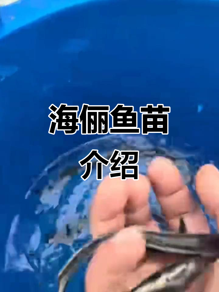 这是什么鱼苗？海俪、军槽、芒鱼的增殖放流揭秘