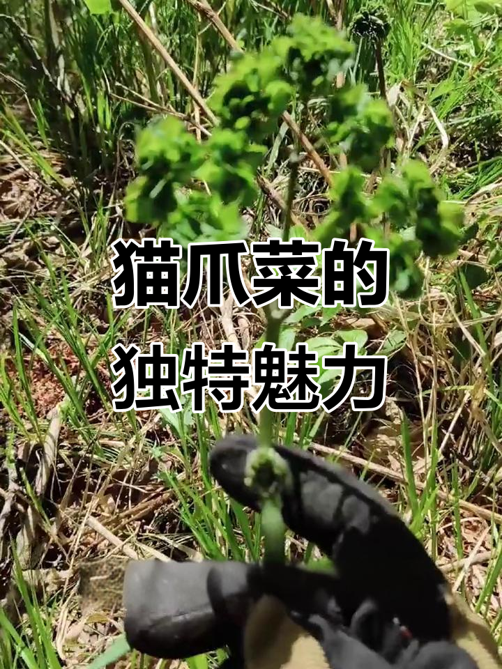猫爪菜:看似像猫咪爪子,嫩芽开花超可爱
