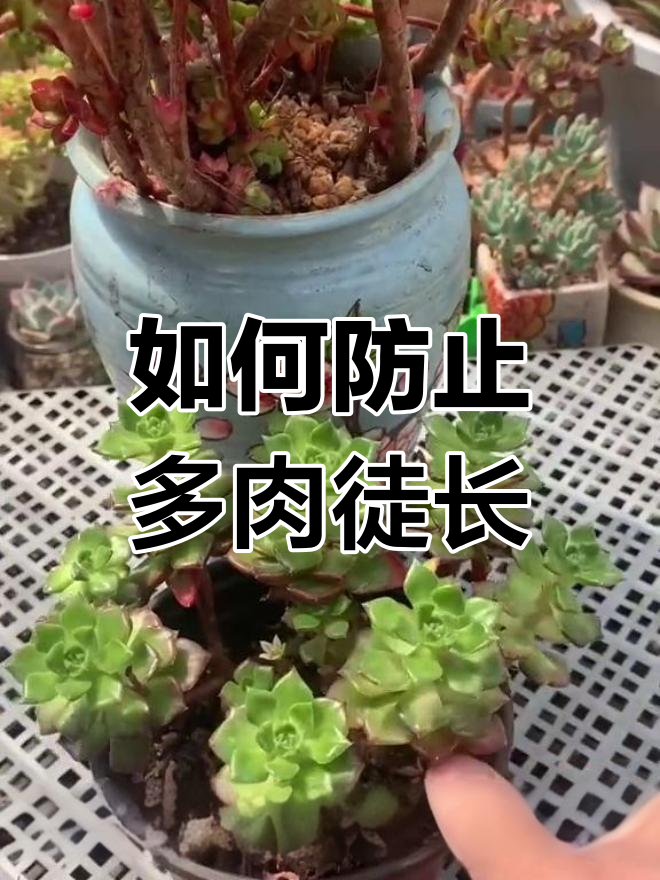 多肉徒长怎么办?如何避免和解决