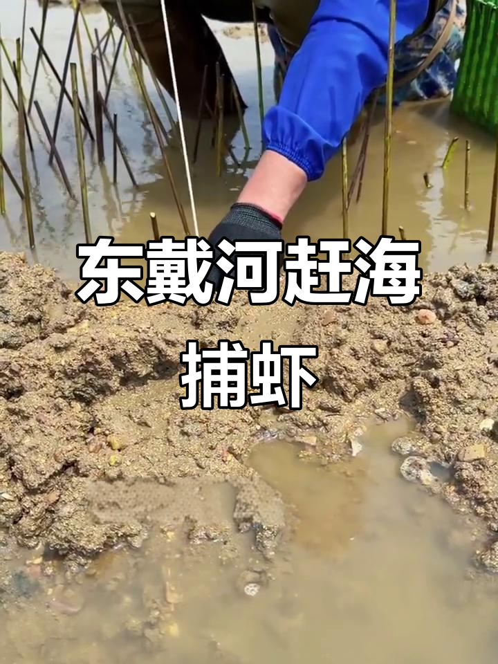 东戴河海滩钓蝼蛄虾，轻松抓海鲜的技巧与乐趣