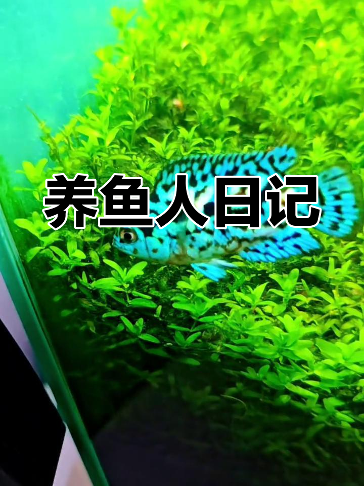 银河星钻观赏鱼日记,养鱼的乐趣与心得