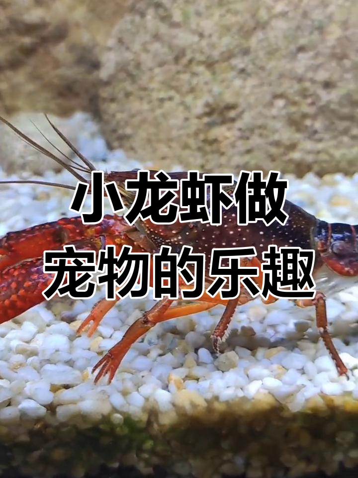 养小龙虾当宠物,体验如何?